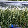 Analizador de Humedad y sus beneficios a la industria Cannabis